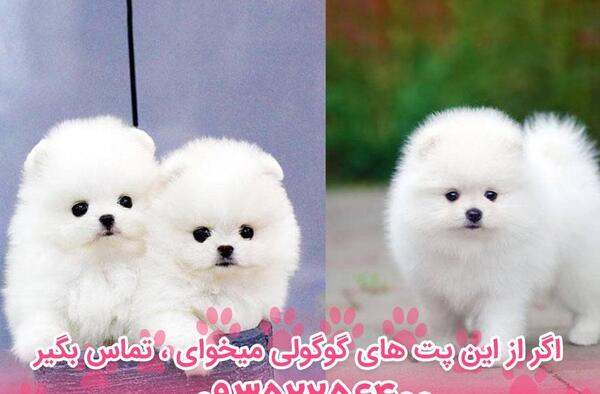 عکس سگ پامرین شیتزو