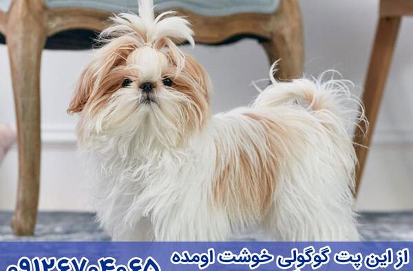 عکس از سگ شیتزو تریر