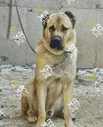 عکس توله سگ پژدر