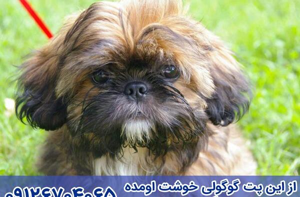 عکس نژاد شیتزو تریر