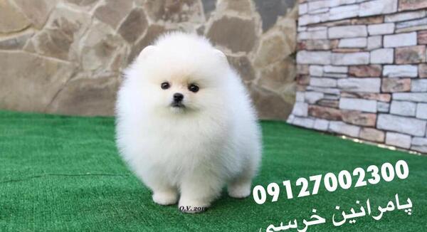 عکس توله سگ پامرانین