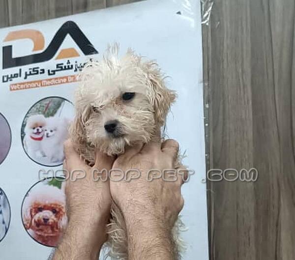 عکس نژاد پودل تریر