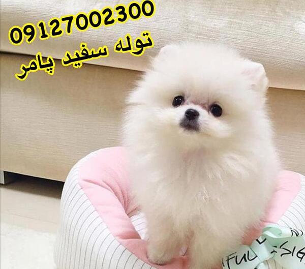 عکس پامرانین خرسی سفید