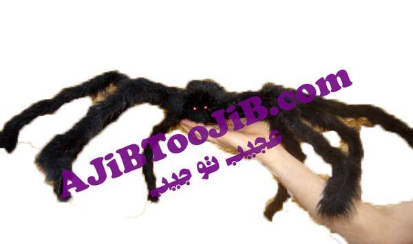 عکس عنکبوت برای هالووین