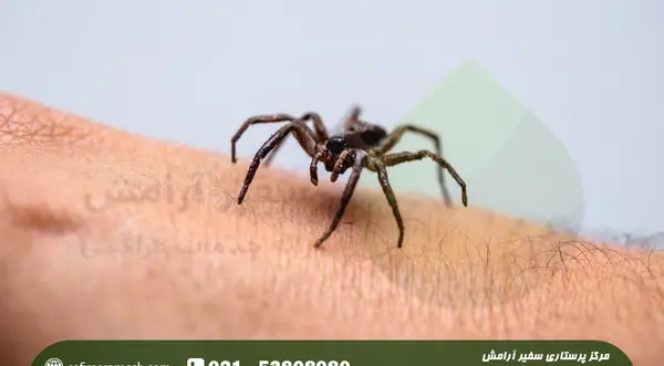 عکس از جای نیش عنکبوت