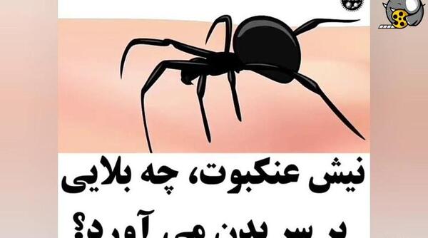 عکس از جای نیش عنکبوت
