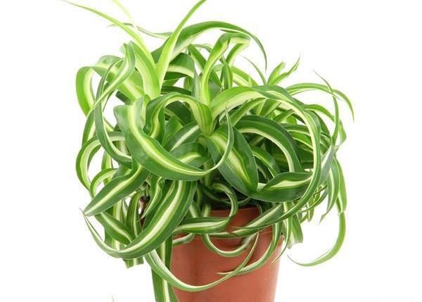 عکس گیاه عنکبوتی