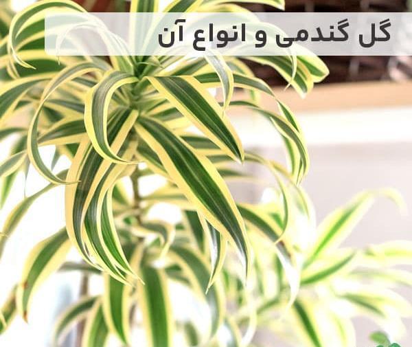 عکس گیاه عنکبوتی
