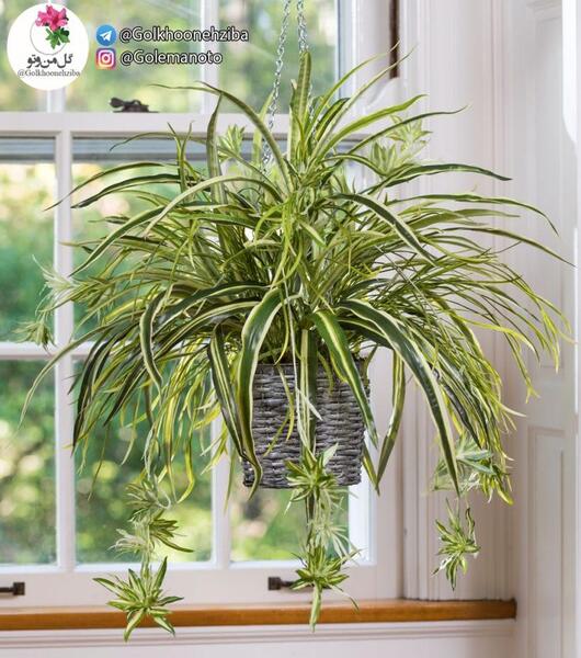 عکس گیاه عنکبوتی