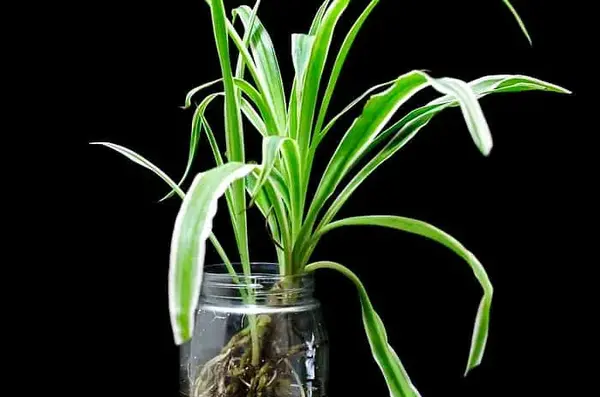 عکس گیاه عنکبوتی