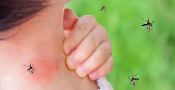 عکس جای گزیدگی عنکبوت