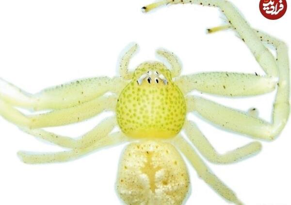 عکس عنکبوت سفید بزرگ