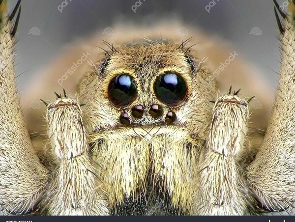 عکس صورت عنکبوت زیر میکروسکوپ