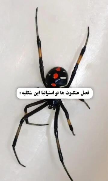 عکس عنکبوت در استرالیا