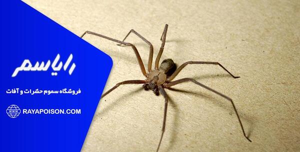 عکس نیش عنکبوت سیاه