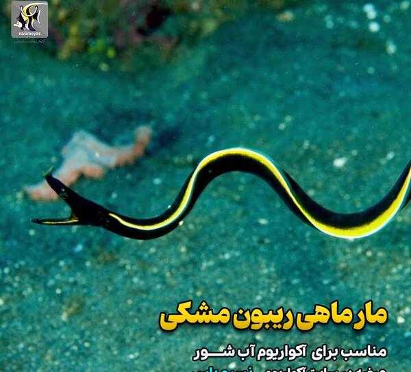 عکس مار ماهی کوچولو