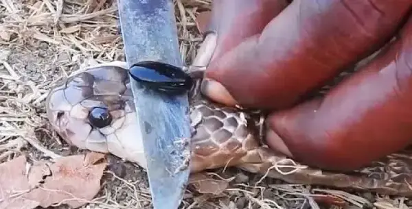 عکس مهره مار تقلبی