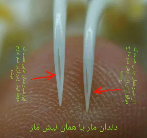 عکس مهره مار تقلبی