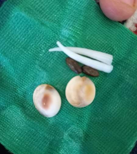 عکس مهره مار تقلبی