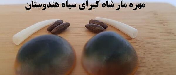 عکس مهره مار تقلبی