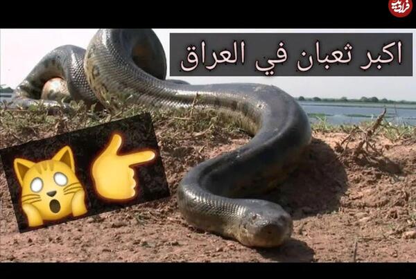 عکس مار و فیلم مار