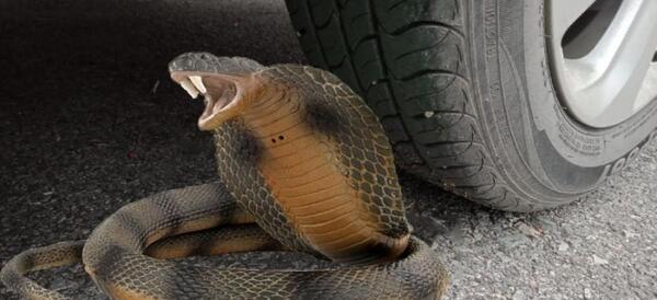عکس عروسک مار کبرا