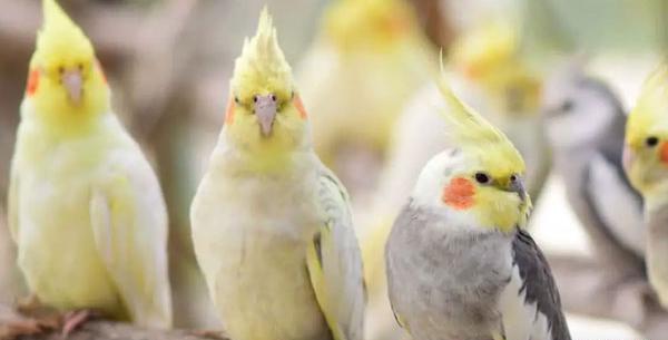 عکس قیمت طوطی برزیلی یک ماهه