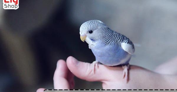 عکس قیمت طوطی برزیلی یک ماهه