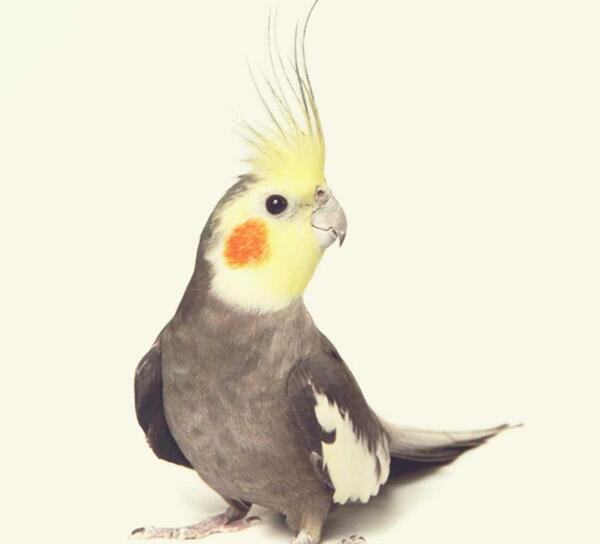 عکس طوطی عروس ماده