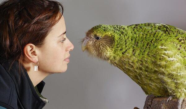 عکس گران ترین طوطی در جهان