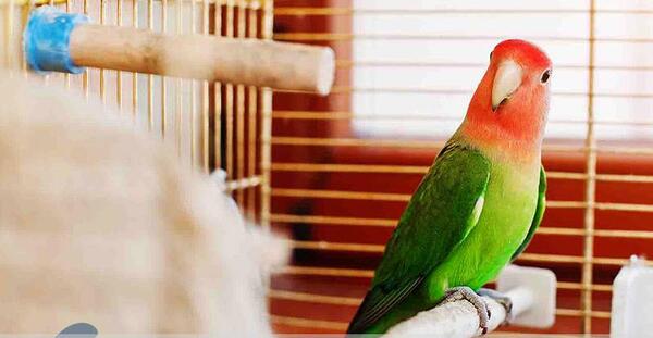 عکس قفس برای طوطی برزیلی