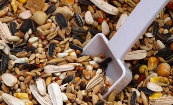 عکس قیمت غذای طوطی کوتوله برزیلی