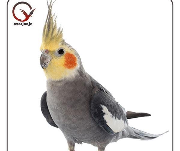 عکس قیمت طوطی عروس هلندی طوسی