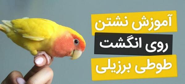 عکس قیمت جوجه طوطی برزیلی صورت هلویی