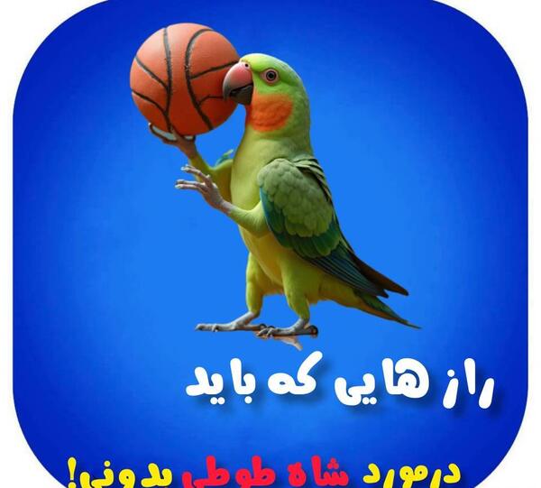 عکس حرف زدن طوطی