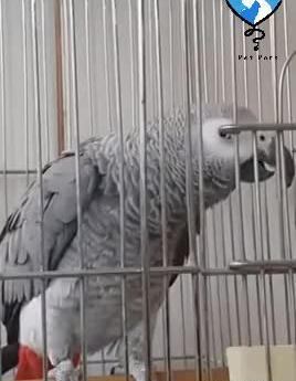 عکس حرف زدن طوطی