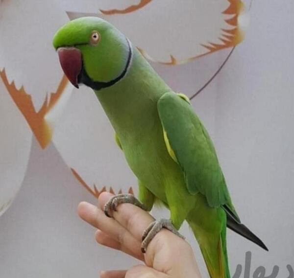 عکس قیمت جوجه طوطی ملنگو در دیوار رشت استان گیلان
