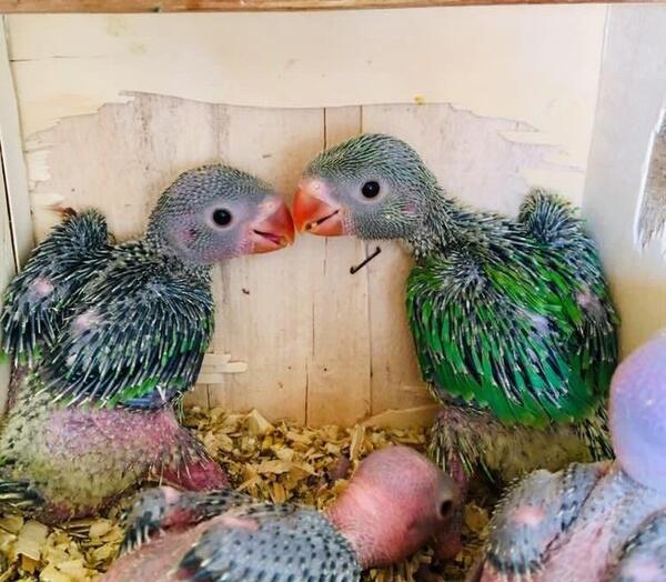 عکس قیمت جوجه طوطی ملنگو در دیوار رشت استان گیلان