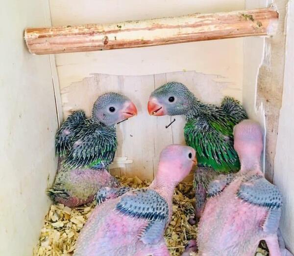عکس قیمت جوجه طوطی ملنگو در دیوار رشت استان گیلان