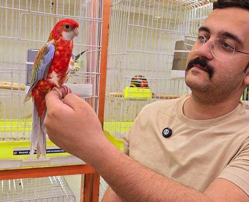 عکس قیمت جوجه طوطی کاکادو گالارز