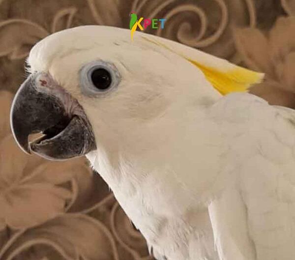 عکس قیمت جوجه طوطی کاکادو گالارز