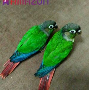 عکس قیمت جوجه طوطی کاکادو گالارز