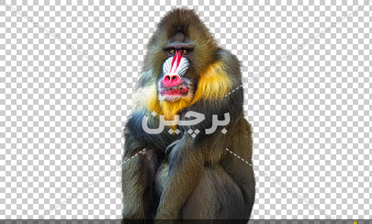 عکس میمون برای بک گراند