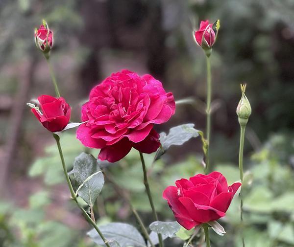 عکس فرشته گل رز