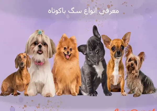 عکس سگ های پاکوتاه خانگی