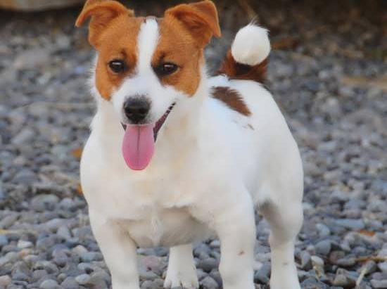 عکس سگ های پاکوتاه خانگی