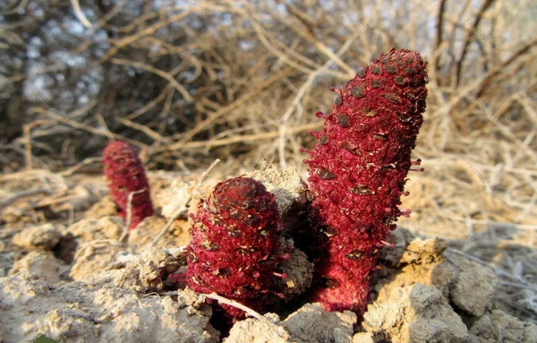 عکس گل سویانگ