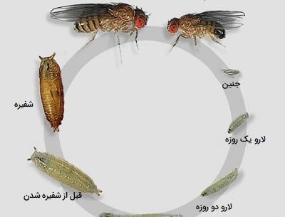 عکس دفتر کارنما