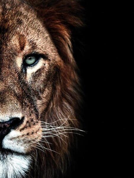 عکس شیر خفن برای پس زمینه