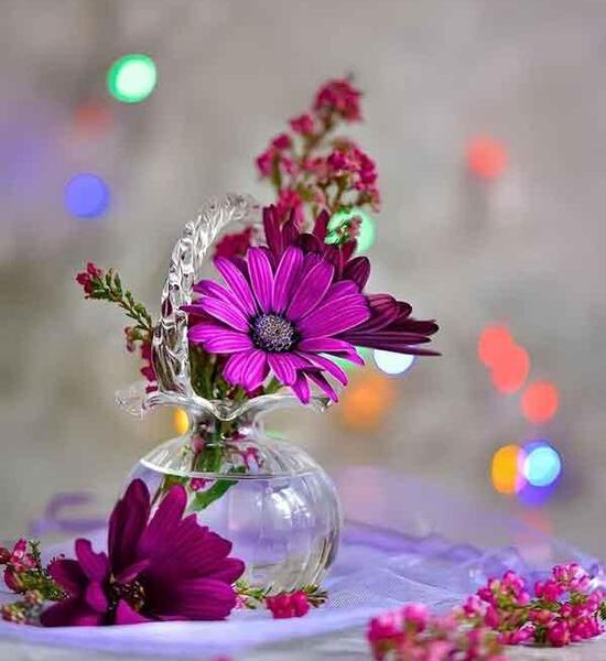 عکسی از گل زیبا